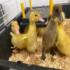 Ducks